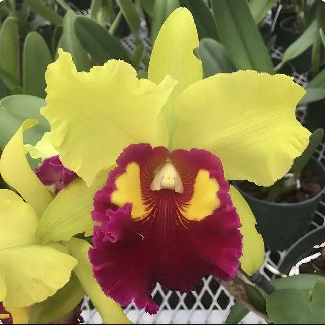 Rhyncholaeliocattleya Sunnystate Spring Dawn 'Volcano Queen' (Rhyncholaeliocattleya)
