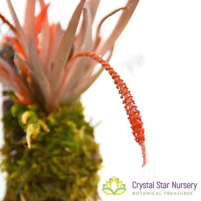 Oberonia rosea 'Crystal Star' (Oberonia)