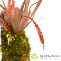 Oberonia Rosea 'Crystal Star' CCM/AOS