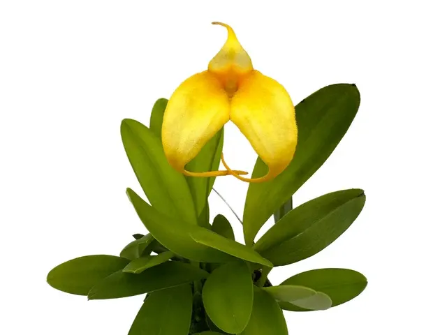 Masdevallia Pink Mist 'Canary' (Masdevallia)