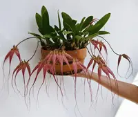 Bulbophyllum Elizabeth Ann 'Buckleberry'