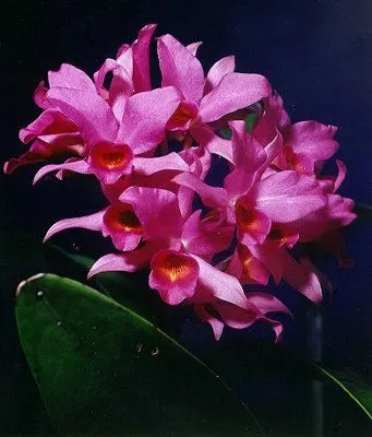 Cattleya guatemalensis