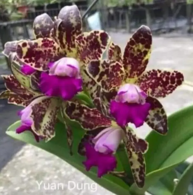 Rhyncholaeliocattleya Yuan Dung Python Passion Fruit (Rhyncholaeliocattleya)