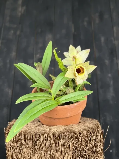 Dendrobium hekouense (Dendrobium)