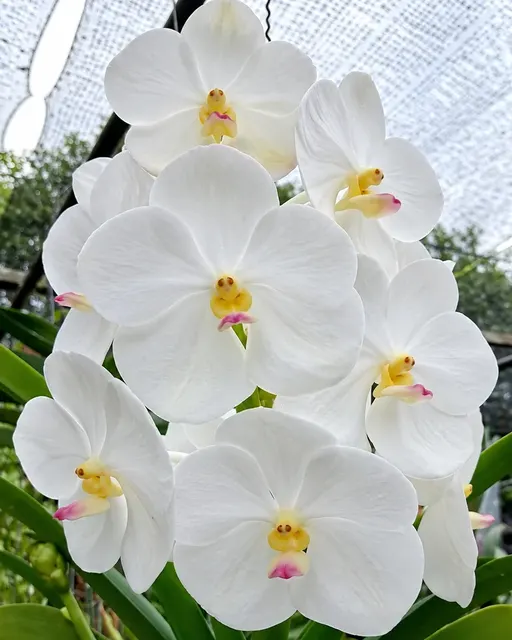 Vanda Nopporn White Diamond (Vanda)