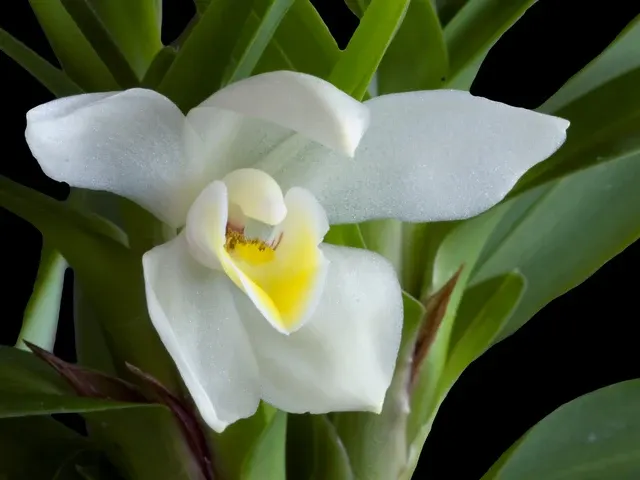 Maxillaria lutescens (Maxillaria)