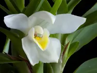 Maxillaria lutescens