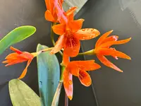 Cattleya Aurantiaca 'Marigold' x sib