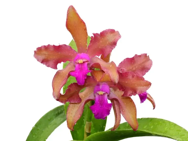 Laeliocattleya Gigi Portilla (Laeliocattleya)