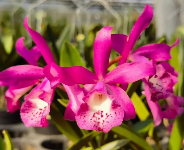Brassocatanthe Taiwan Mermaid (Brassocatanthe)