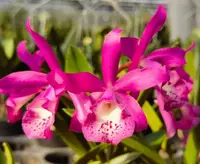 Brassocatanthe Taiwan Mermaid
