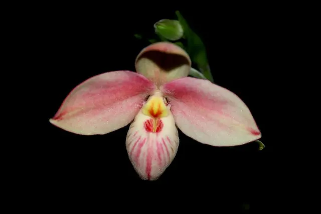 Phragmipedium Saint Ouen (Phragmipedium)