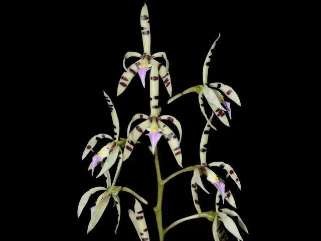 Prosthechea prismatocarpa (Prosthechea)