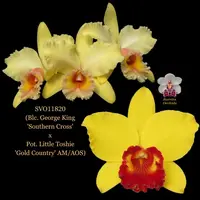 Cattleya Orchid Hybrid SVO11820 (Blc. George King 'Southern Cross' x Pot. Little Toshie 'Gold Country' AM/AOS)