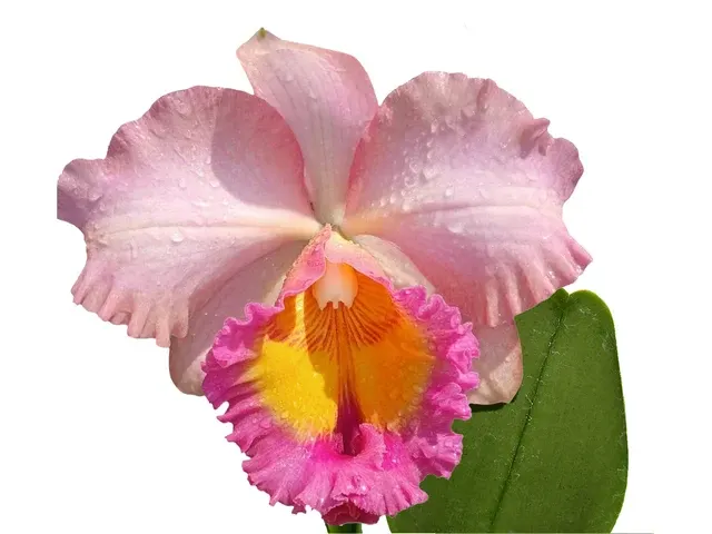 Rhyncholaeliocattleya Edison Lojano (Rhyncholaeliocattleya)