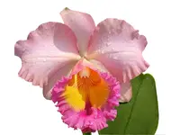 Rhyncholaeliocattleya Edison Lojano