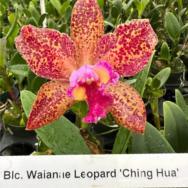 Cattleya Waianae Leopard 'Ching Hua'