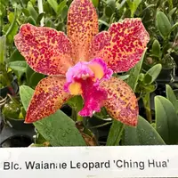 C. Waianae Leopard 'Ching Hua' (Rlc Peach Cobbler × C Penny Kuroda) blooming size cattleya orchid clone. Amazing highly fragrant blooms 4"