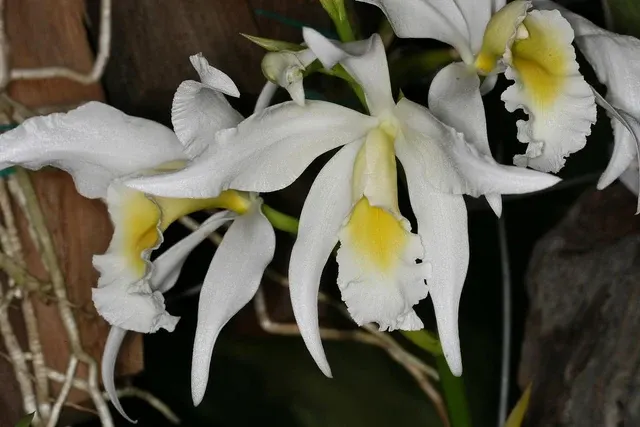 Laeliocattleya Choletiana Alba (Laeliocattleya)