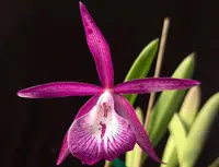 Cattleya Alliance: Bc. Tsiku Archangel