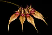 Bulbophyllum rothschildianum