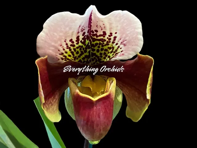Paphiopedilum Winston Churchill 'Indomitabie' x Jeanna Marie 'Sparkle'