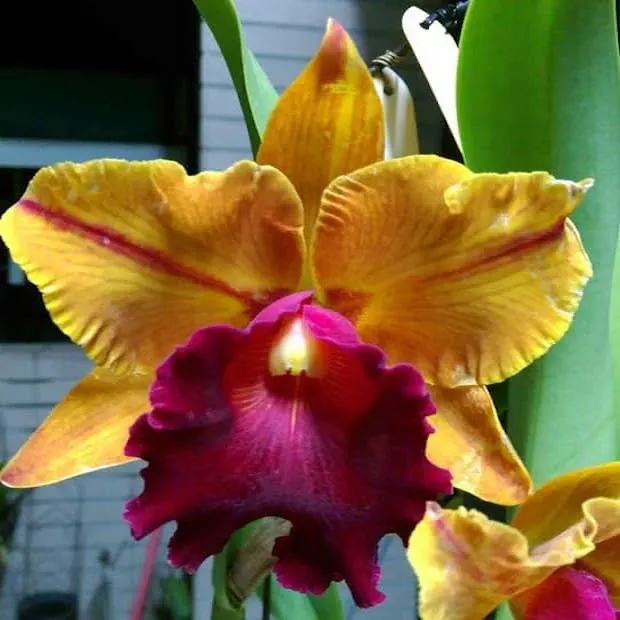 Rhyncholaeliocattleya Smiley Aoki - Parfumata '416'