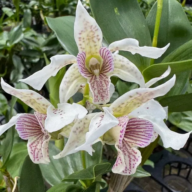 Dendrobium Royal Chip X Den. Polysema 'Pinkie'