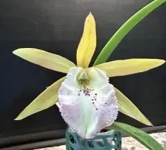 Cattleya Aclandiae x David Sander (Cattleya)