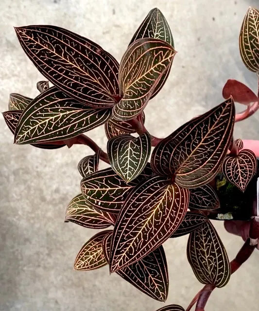Ludochilus Dominyi X Anoectochilus Roxburghii