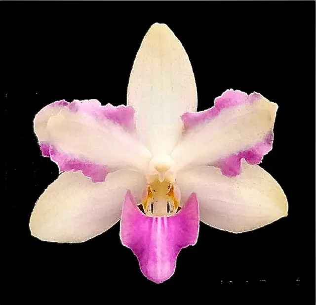Phalaenopsis pulcherrima 'Red'