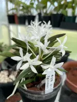 Neofinetia falcata ‘Kaioumaru’