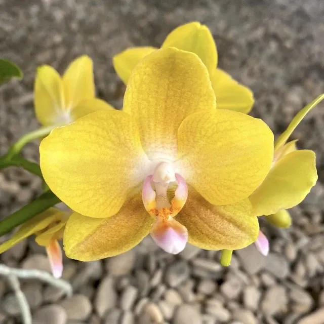Phalaenopsis Yellow - Parfumata