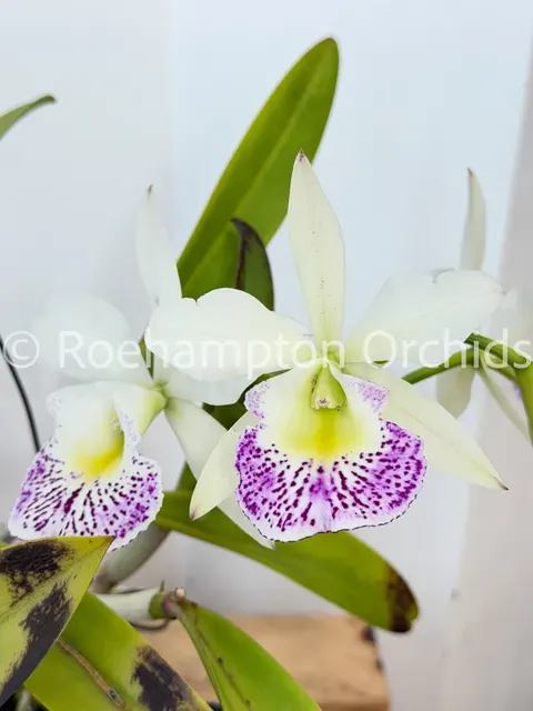 Brassolaeliocattleya Hawaii Stars 'Only one' (Brassolaeliocattleya)
