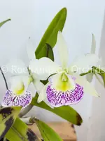 Blc. Hawaii Stars 'Only one' — Blooming size