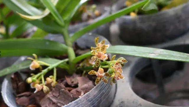 Gastrochilus malipoensis (Gastrochilus)