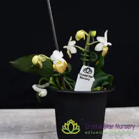 Phalaenopsis Lobbii — 2" Pot / Without Spike