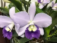 Lc. Busy Bev `Blue Jewel' AM/AOS 4" Pot