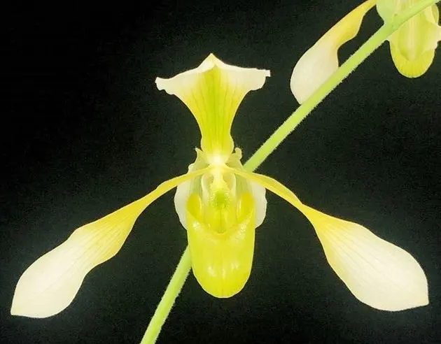 Paphiopedilum Toni Semple Fma. Album ‘Green Glory’ X Lowii Fma.album ‘Hassan’ GM/DOG (Paphiopedilum)