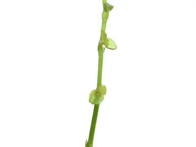 Stelis cajanumae (Stelis)