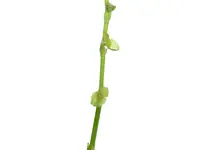 Stelis cajanumae