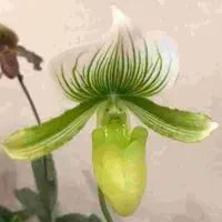 Paph. Maudiae Napa Valley X Paph. Doitung Jade
