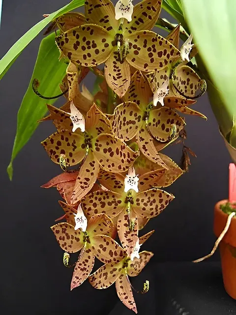 Cycnoches Jean E. Monnier (Cycnoches)
