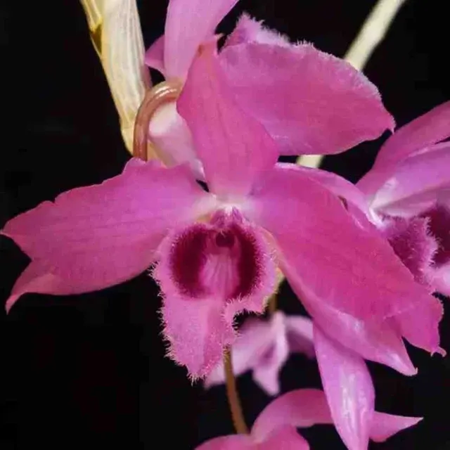 Dendrobium Linda Leong