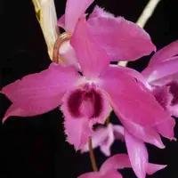 Dendrobium Linda Leong (aphyllum X Nestor)