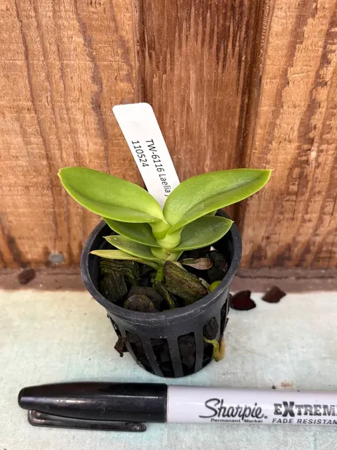 Laelia jongheana fma alba