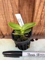 Laelia jongheana fma. alba