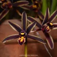 Cymbidium bicolour Sp. Orchid Plant - BS