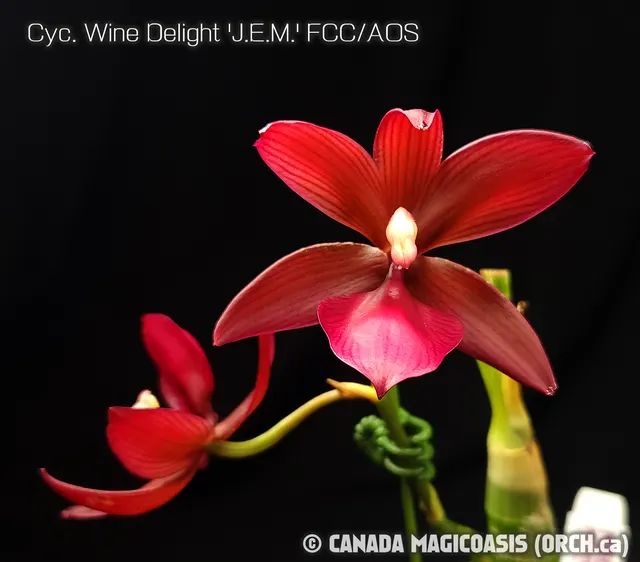 Cycnoches Wine Delight 'J.E.M.' (Cycnoches)