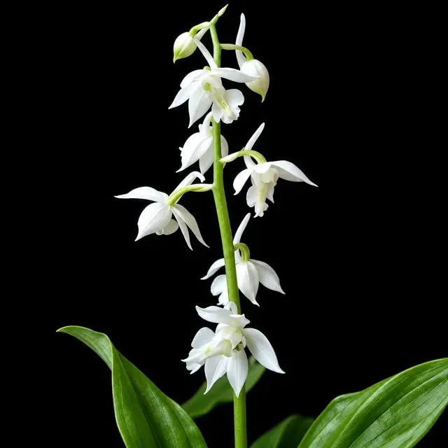Calanthe aristulifera